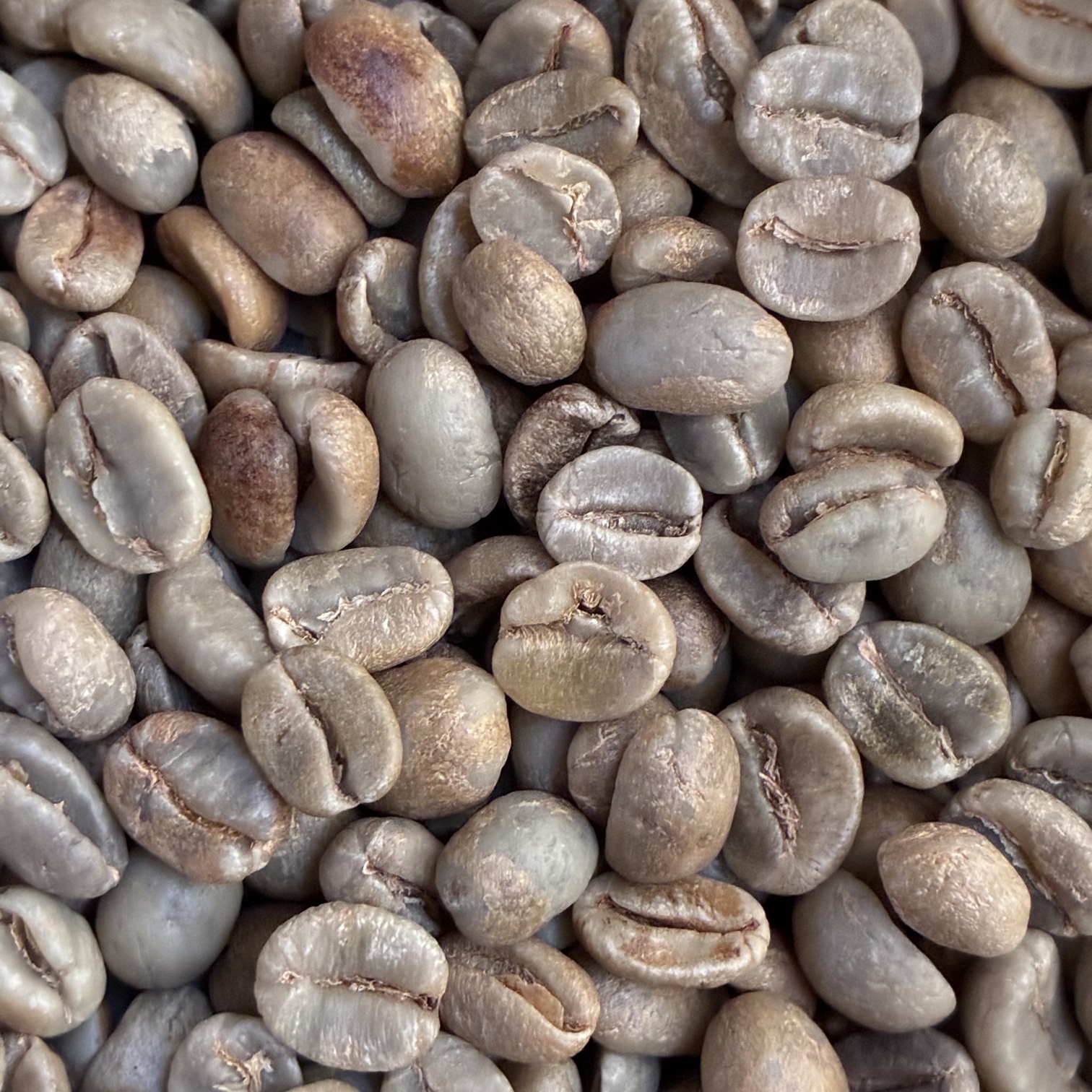 コスタリカ生豆