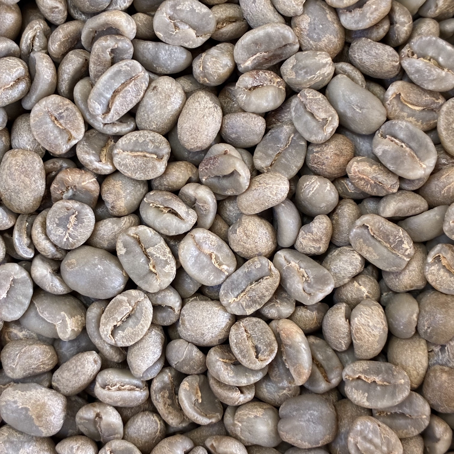 ホンジュラス生豆